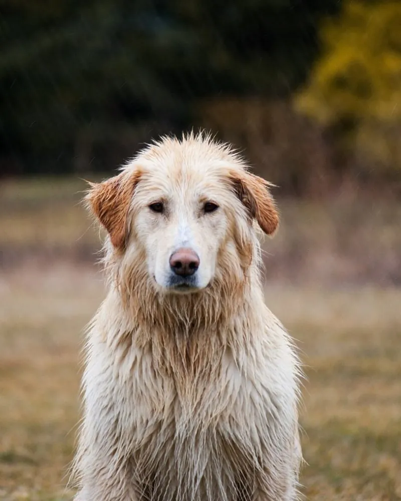 Originele foto van een hond